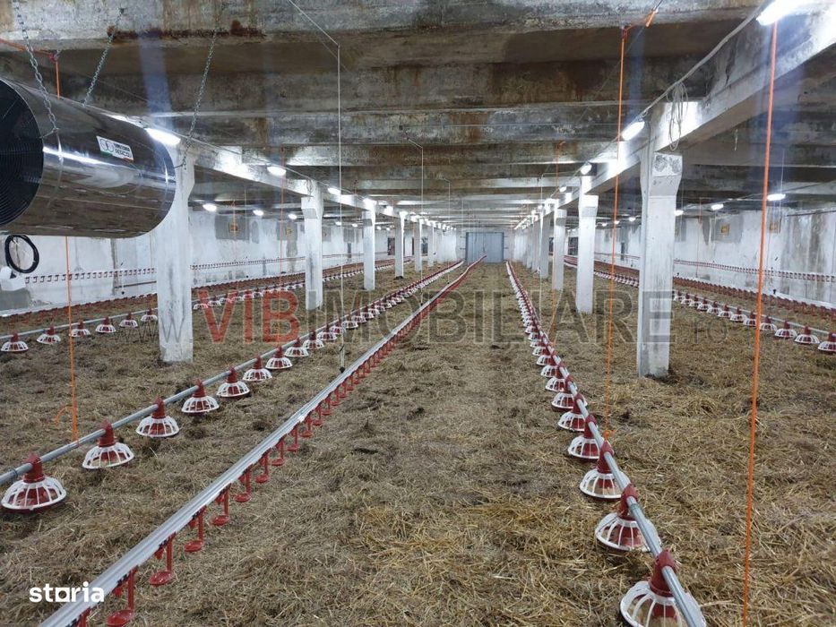Ferma avicola populata, aparoape de Oradea