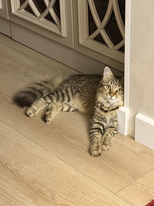 Отдаем кошку в хорошие руки