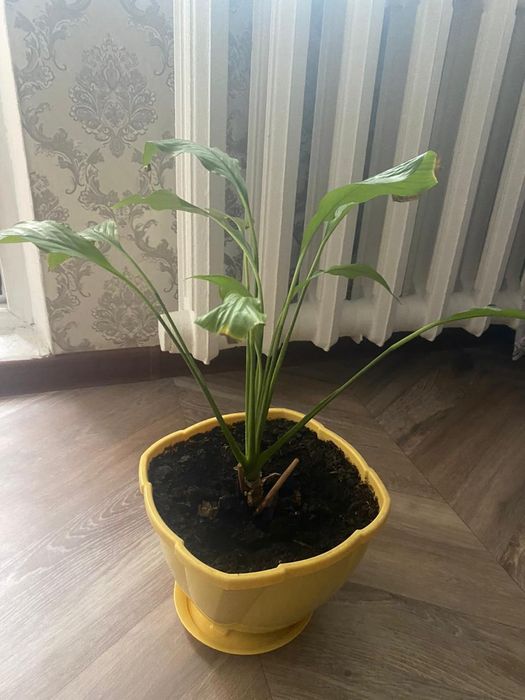 Продам цветы женское счастье