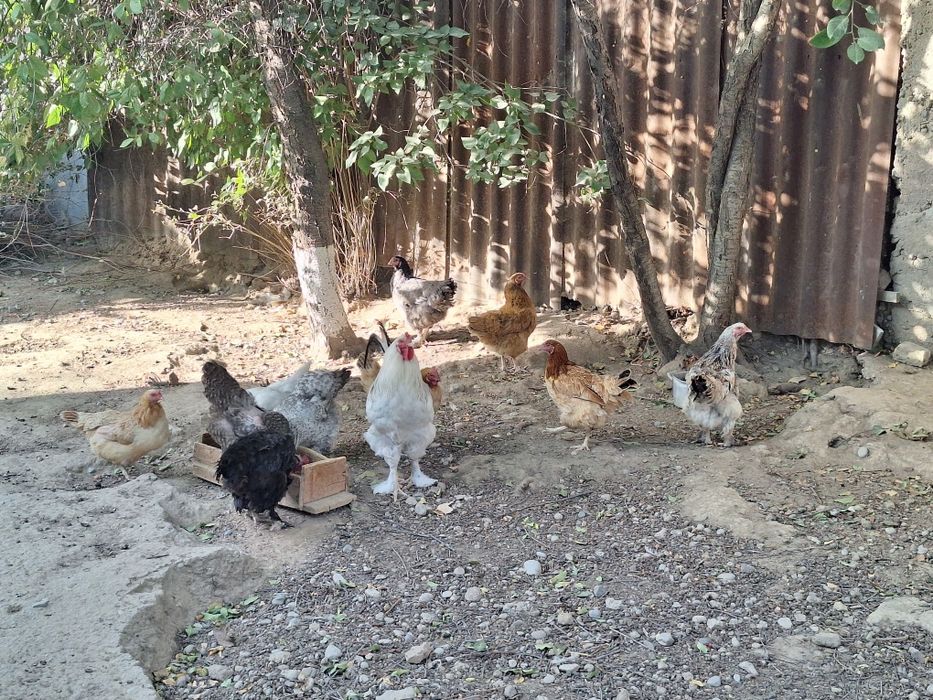 Қораз,тауық домашные