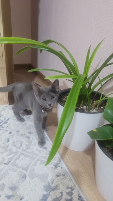 Тоза мушук хеч канака касали йок