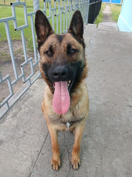 Бельгийская овчарка малинуа