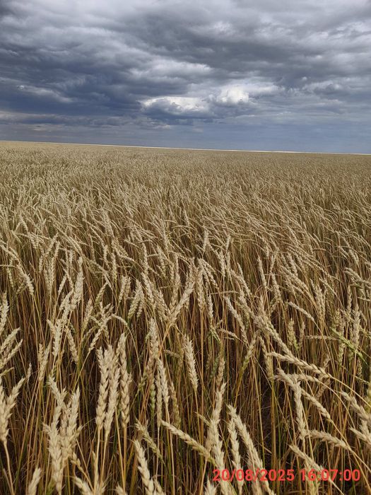 Действующее крестьянское хозяйство.