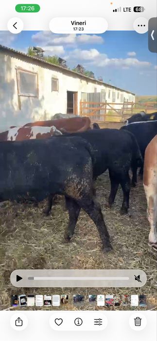 De vanzare un lot de 37 de vitei cu media 300kg pret 23lei kg