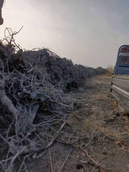 Утин узум кундаси