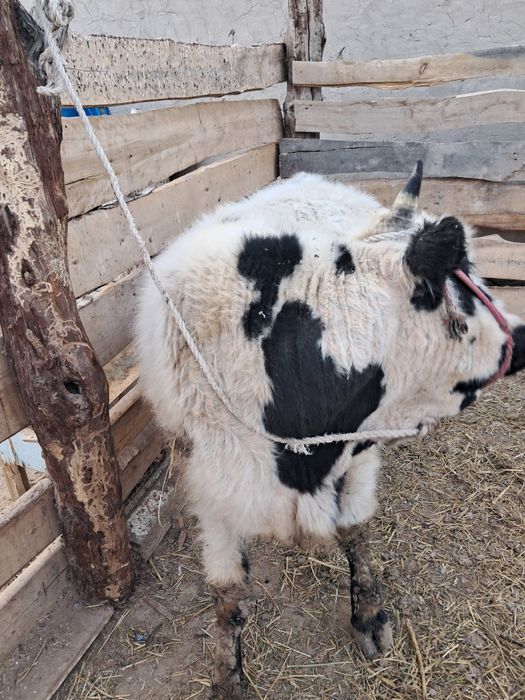 Бука сатамын семиз