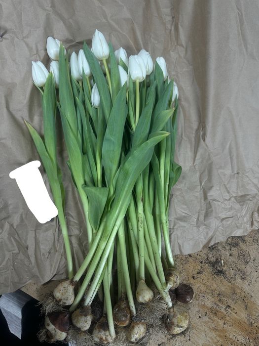 Тюльпаны высокие