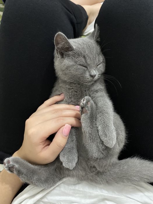 продам котенка,15000