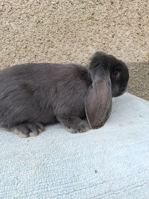 Iepuri berbec german albastru diferite varste