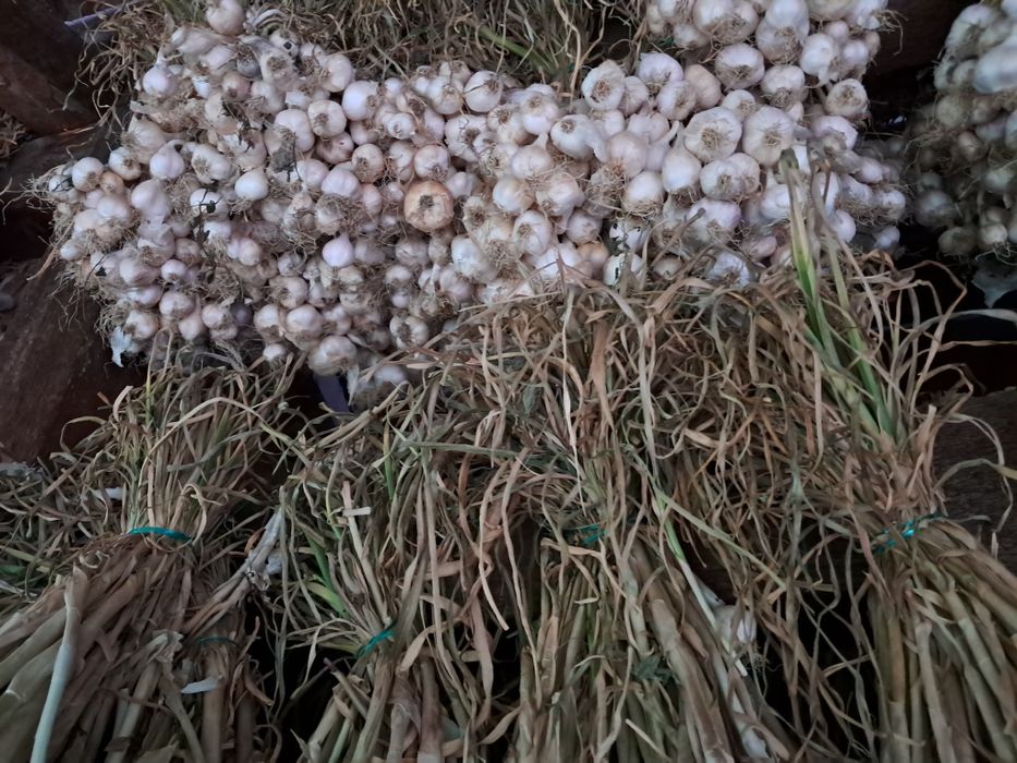 Vând usturoi românesc