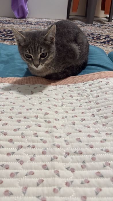 Мысык 4 айлык ..