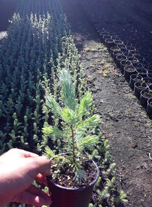 Сребрист Смърч-(Picea Pungens Glauca)