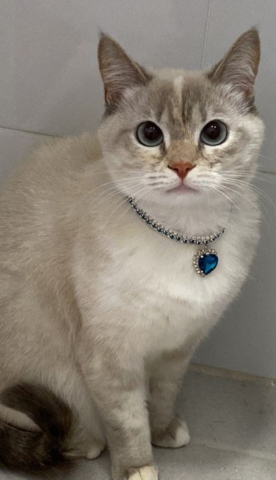 Новый ошейник с камнями для кошек и собак