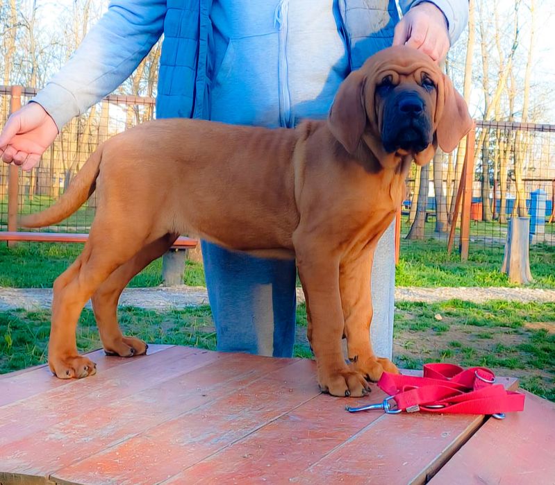 Pui tosa Inu cu pedigree