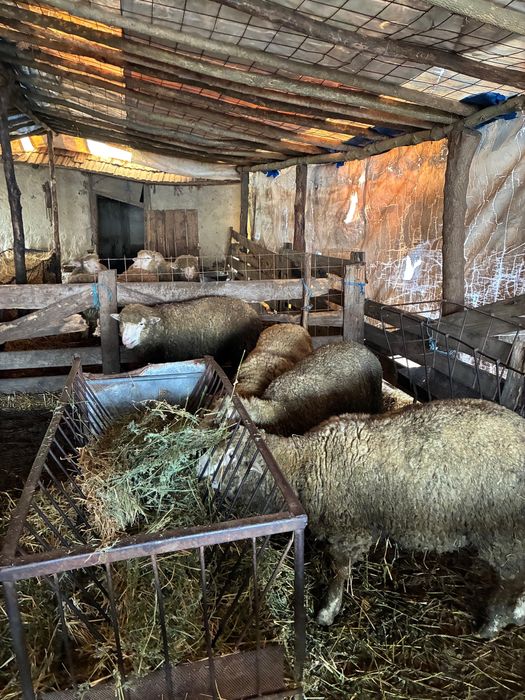 Berbecuti il de France