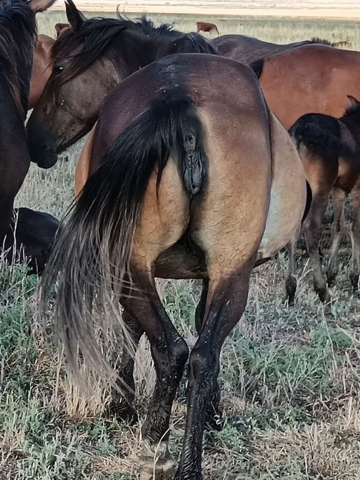 Продам кобылу не дорого