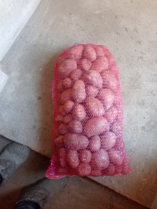 Cartof consum Belarosa