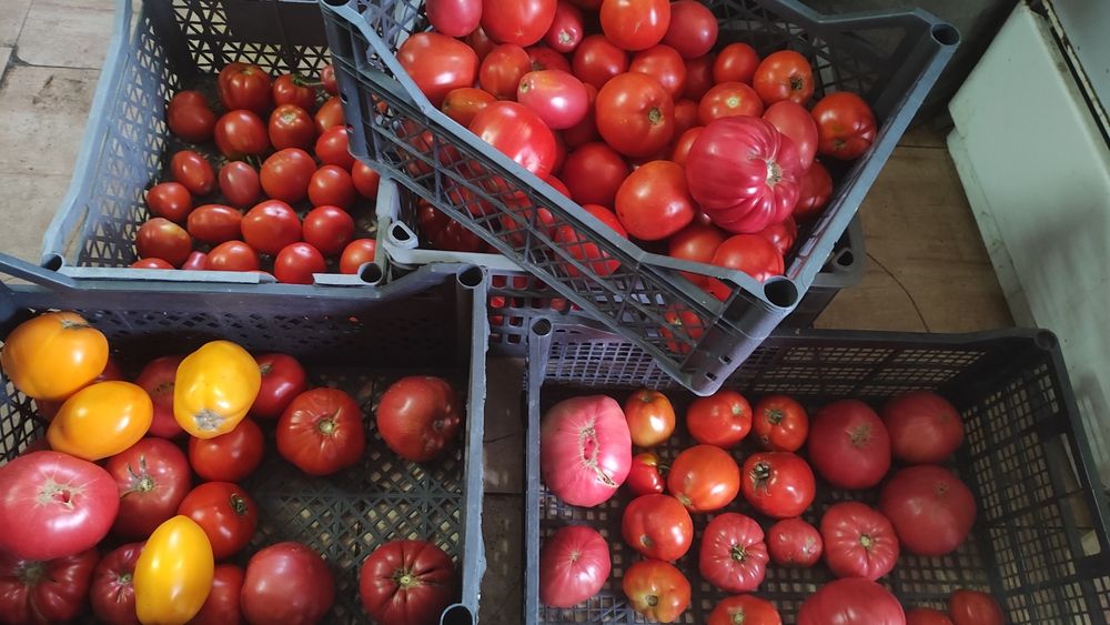 Продам домашние помидоры