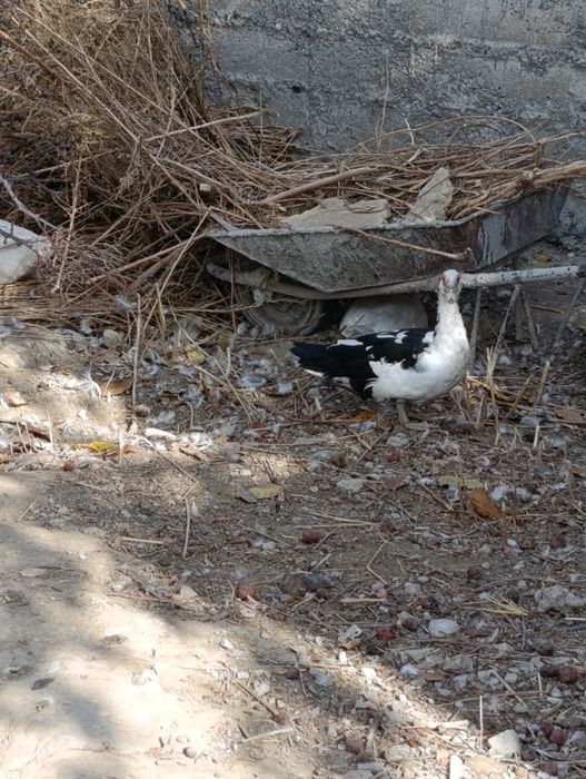 Продается индаутки