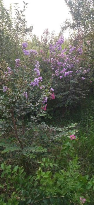 Кустарники всех видов