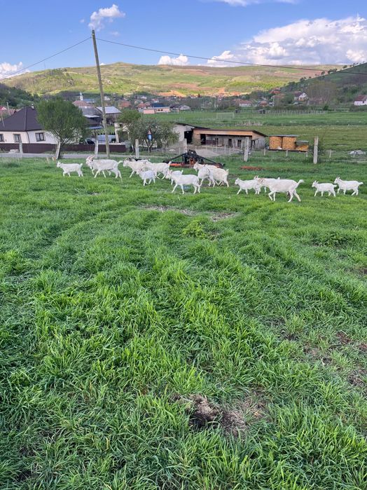 Capre cu iezi Saanen schimb cu cereale