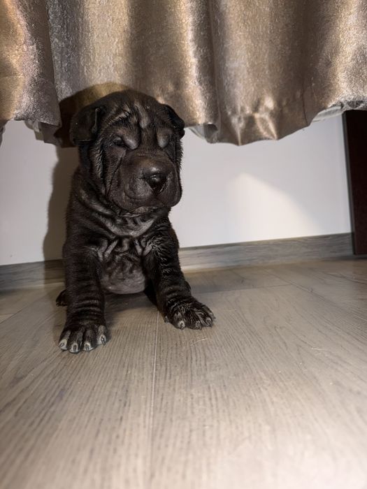 Shar Pei dragalasi