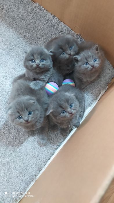 Шотландские Вислоухие котята Фолд