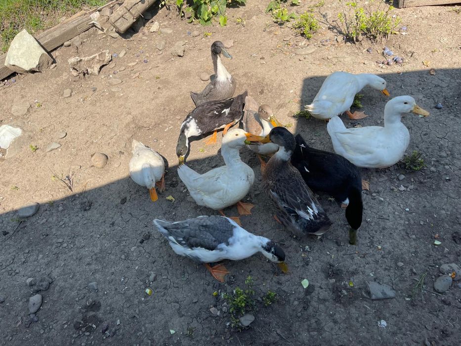 Găini de casa și rate. Ținute cu malai și faina bio  sunt foarte frumoase și se oua  sunt de anul  acesta sunt tinere