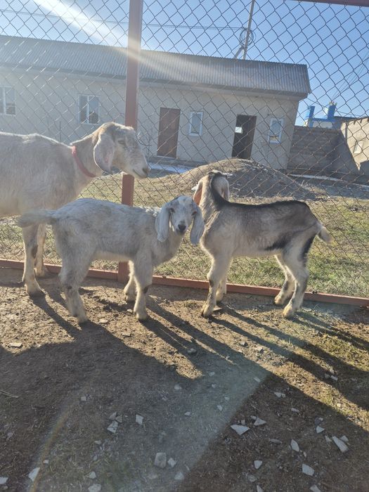 Козы англонубийские