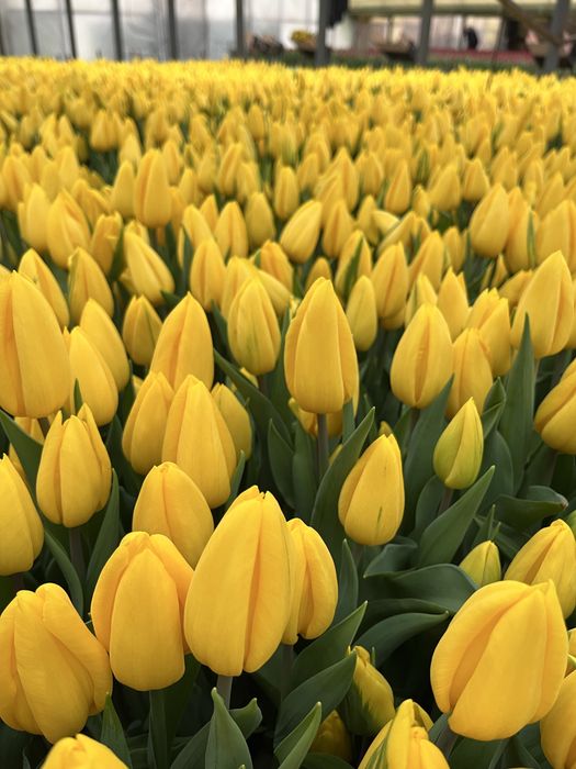 Тюльпаны качество оптом Беларусь