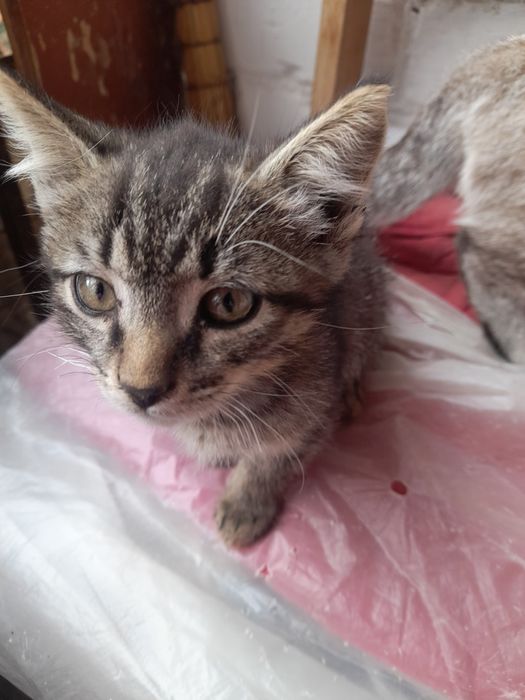 Отдаем бесплатно 3 котят