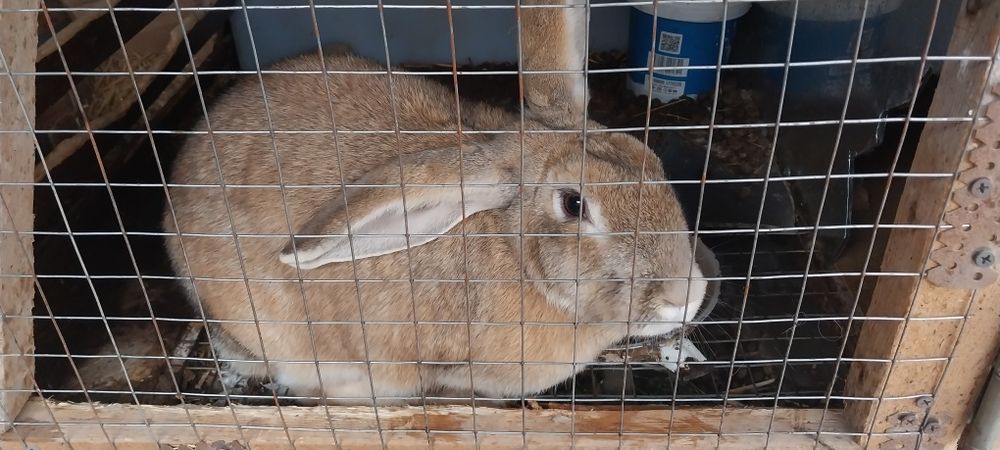 Продаётся кролики куйон сотилади