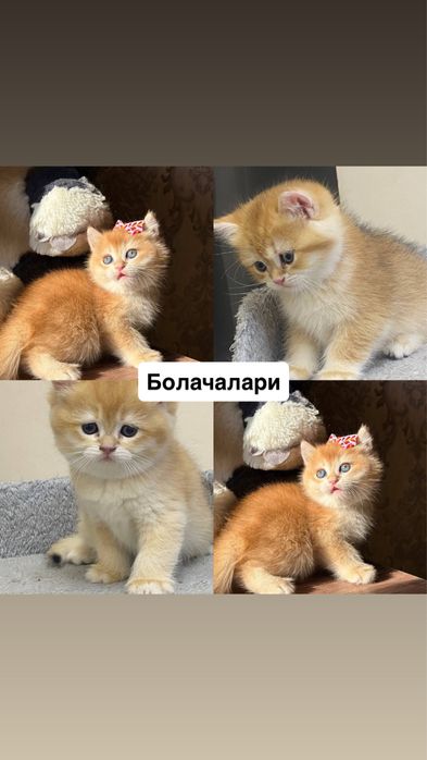 ВЯЗКА залотистая шиншилла кот ! Приглошает кошек на свиданю . Vyazkaga