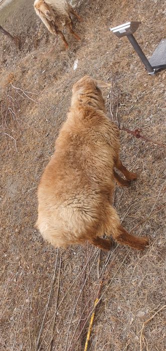 Ikkita qòchqor sotiladi boqilgan