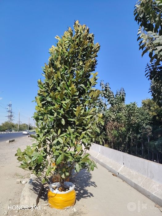 Magnoli  bo'yi 5 metr