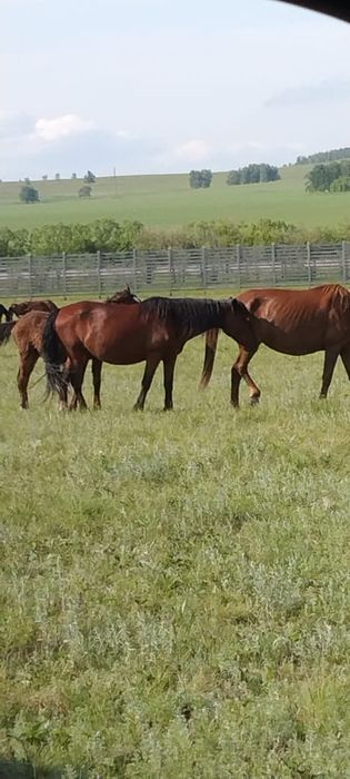 Продам лошадей .Кобылы