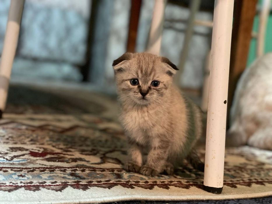 2 мальчика и одна девочка
