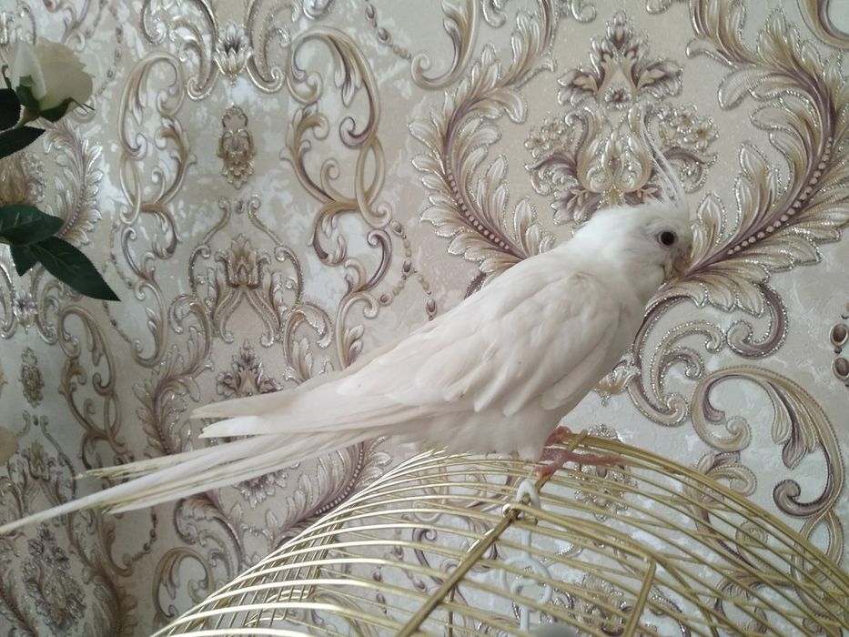 Папугай ручной дубайский