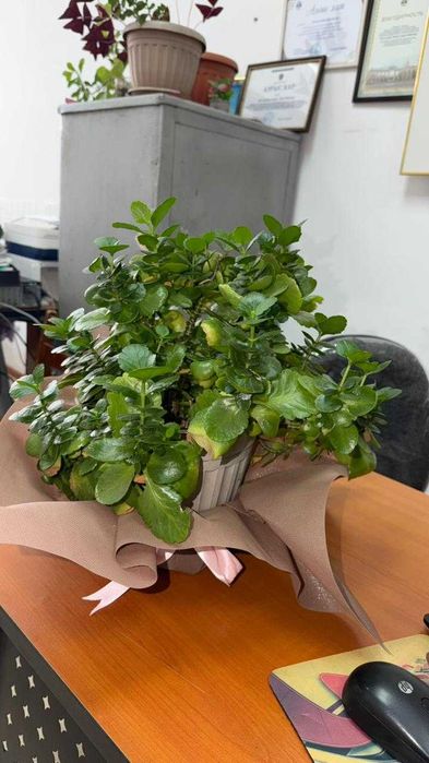 Kalanchoe blossfeldiana — каланхоэ Блоссфельда.