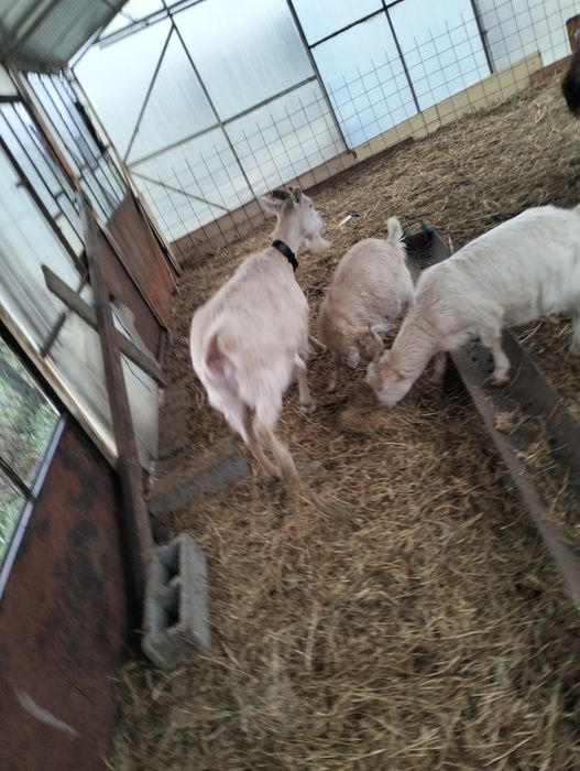 Vând capre originale