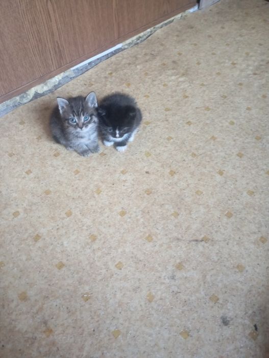 Отдам бесплатно котят