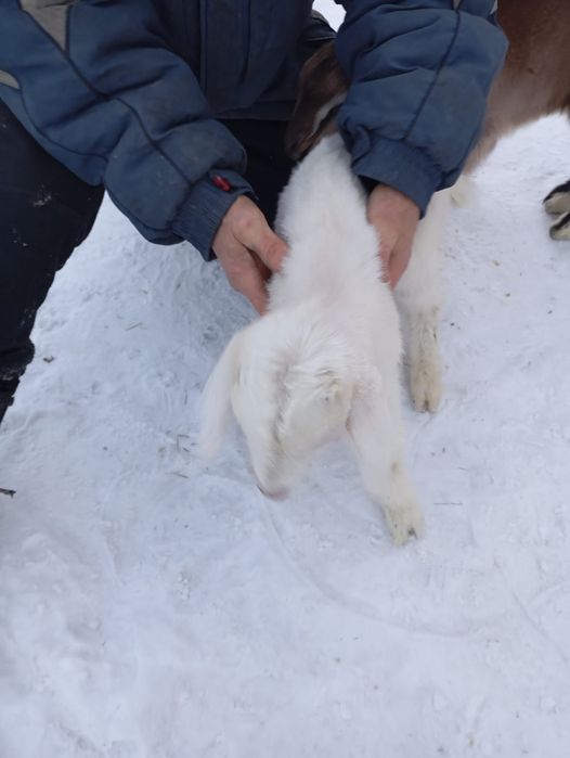 Козлята мальчики