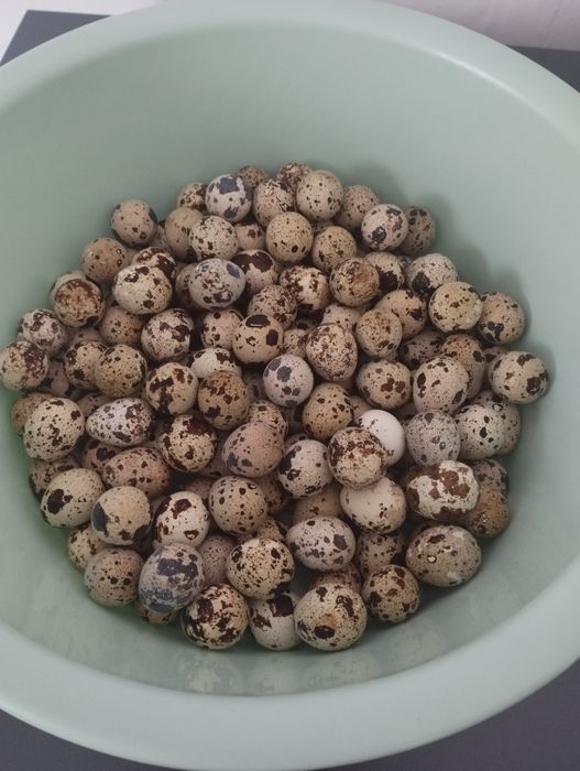Продам перепелиные яйца