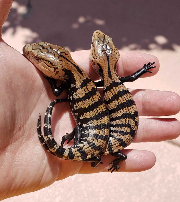 Skink cu limbă albastră (blue tongue skink)