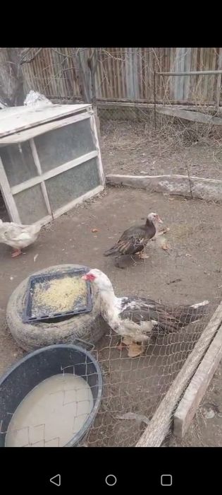 Утка , индаутка .