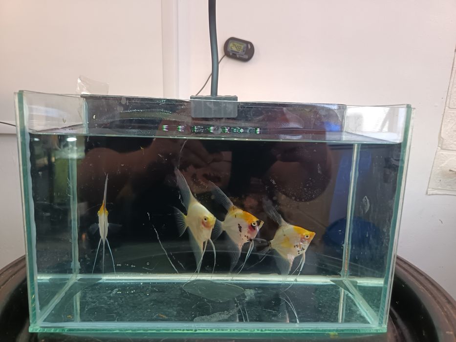 Guppy, Molly negru, Platy , Scalari și neoni