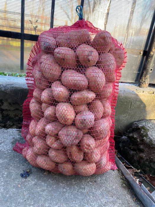 Cartofi de RÂȘCA la domiciliu albi/roșii