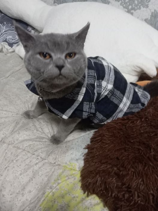 Кошка с породой Шортс
