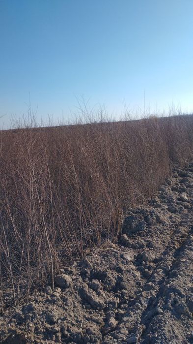 Gujum Qayragʻoch . Гужум кучат