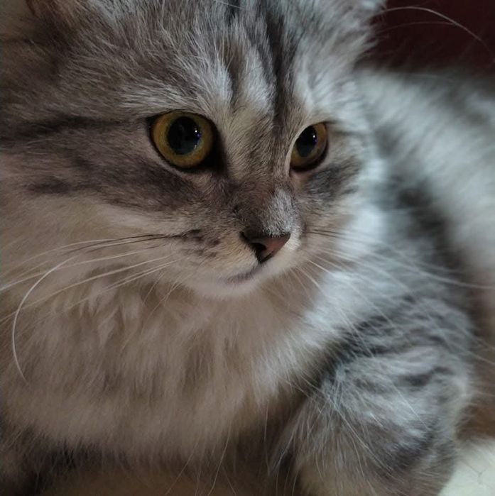 Сибирска котка (сребърно Таби)